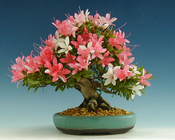 خرزهره هندی,Bonsai de Azaleia Grande
،بونسای گل صورتی